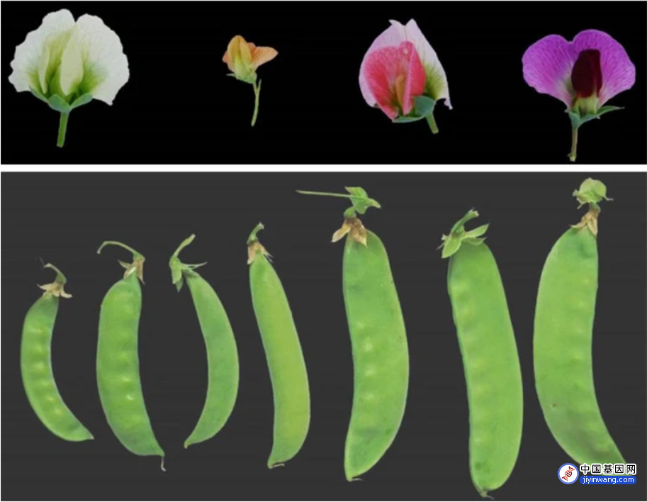我国科学家成功绘制中国豌豆基因组高质量精细物理图谱