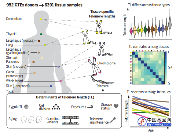 从基因层面看衰老本质，被误会的端粒差异