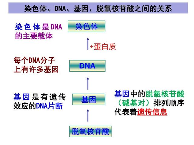 基因、DNA、染色体三者之间的关系