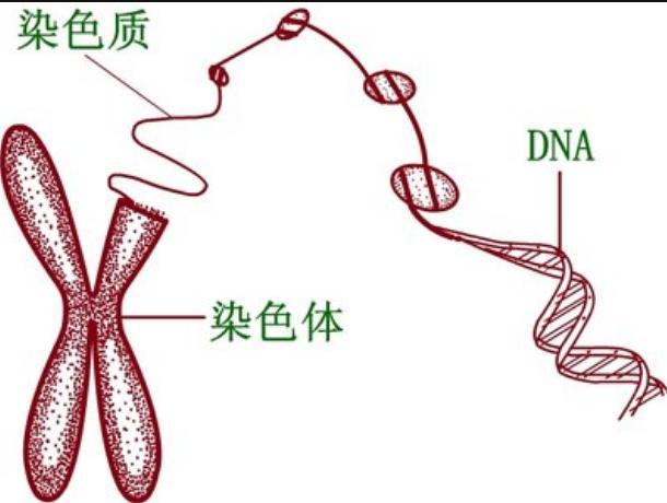 经常说的染色体、染色质、基因、DNA到底是什么？以及有什么用？