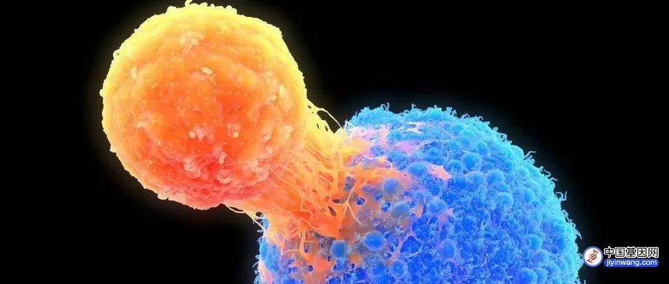 基因编辑+CAR-T强强联手！癌细胞定向清除，史上最复杂的基因疗法：实现癌症个性化治疗