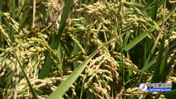 我国科学家发现水稻高产基因，为何可以实现既高产又早熟？