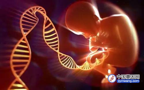 用基因检测胎儿遗传病靠谱吗？