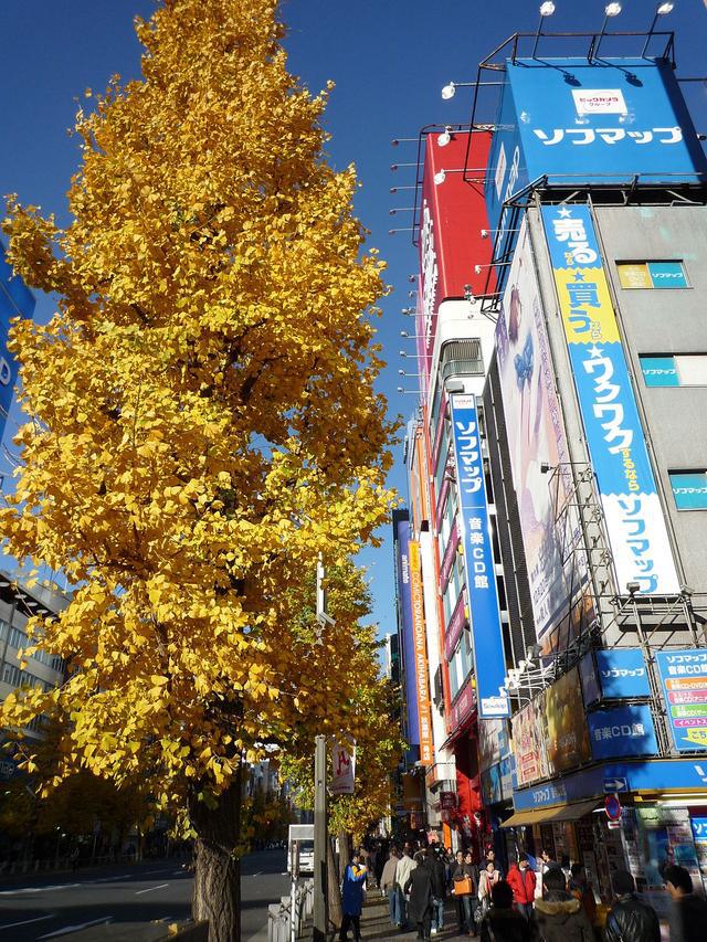 满大街的银杏树，怎么就成濒危物种了？基因测序揭示惊人事实