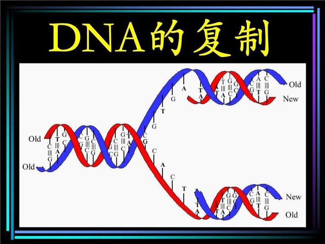 什么是基因突变？对生物进化有何影响？