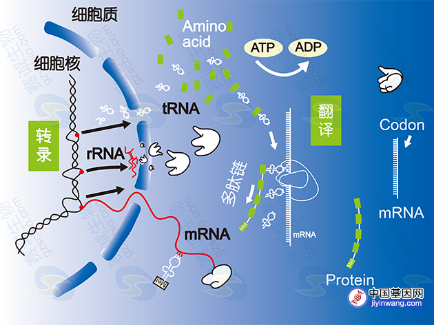 基因调控或是延长寿命关键，昼夜节律和多能网络是两大支柱