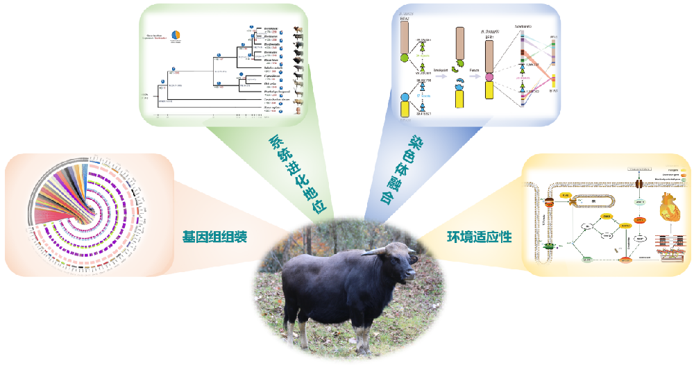 我国科学家发布独龙牛高质量基因组序列