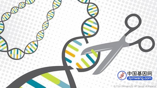 新“基因魔剪”按需替换长DNA序列，有望治疗由缺陷基因引起的多种疾病