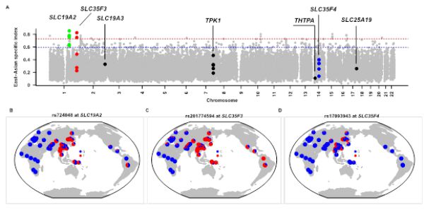 科研人员解析维生素B1代谢基因在东亚人群中的适应性进化