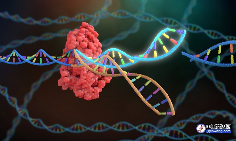 MIT团队基于CRISPR开发新型基因编辑工具，相关技术已授权公司