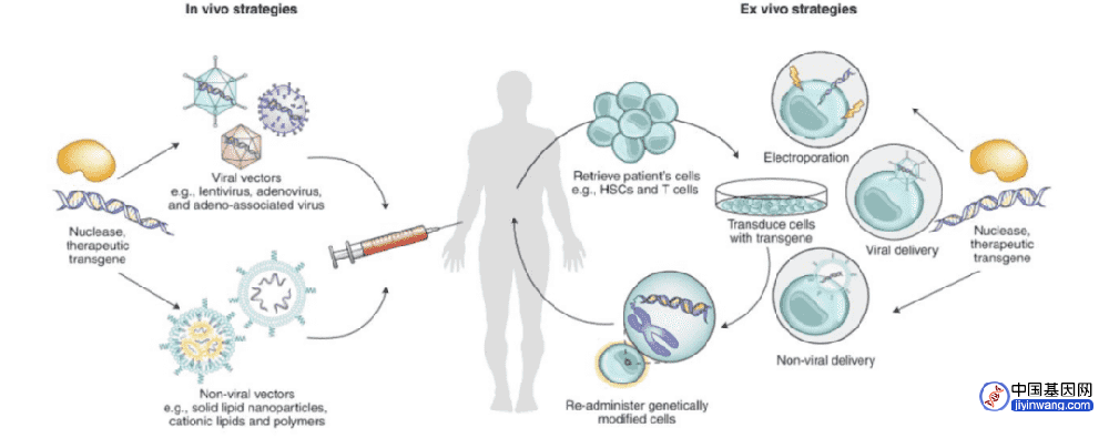 基因治疗：从根治愈，前景广阔