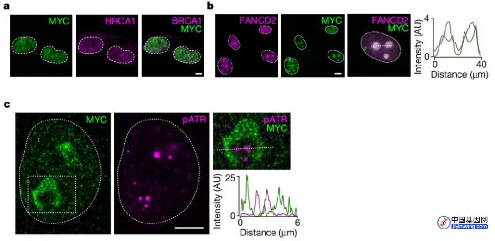 《自然》：著名癌基因能够形成蛋白质球体，保卫癌细胞的基因组
