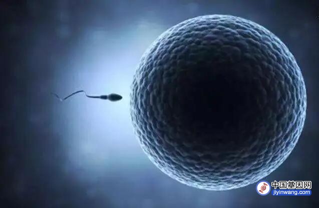 男性没有精子，为啥要检测父母的基因？