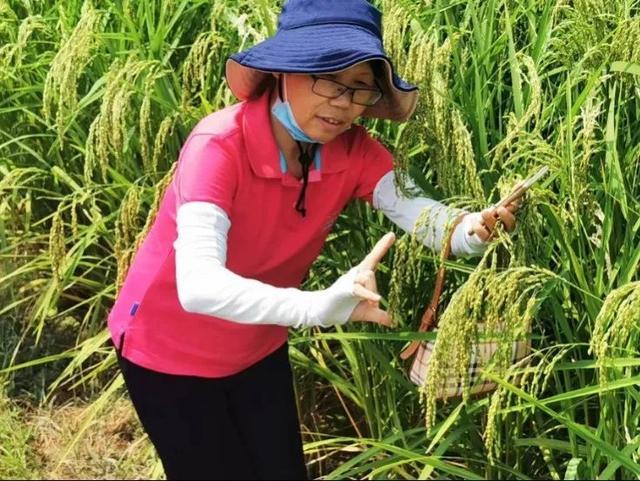 在深山田野中“寻宝”，李小湘为水稻育种提供“宝藏基因”