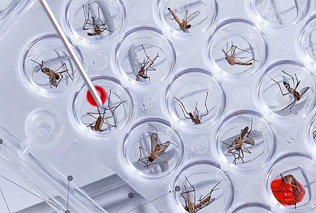 不顾反对！美国将放出24亿只转基因蚊子，有什么目的？