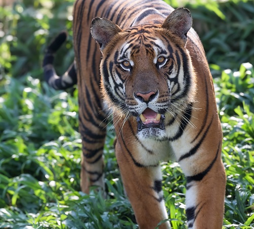 东北虎遗传基因：拯救顶级掠食者华南虎种群的一线生机
