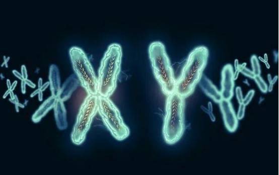 Y染色体正在逐渐消失！没有了Y染色体，谁来决定性别？