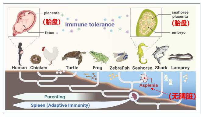 海马基因点突变导致“脾脏丢失”与“雄性怀孕”的协同进化机制取得进展