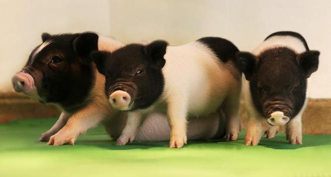 基因编辑创造无病毒小猪，将实现给人类移植的猪器官