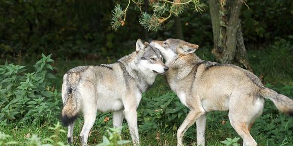 为什么狼的配偶只有一个，而有其基因的狗，配偶却数不清？