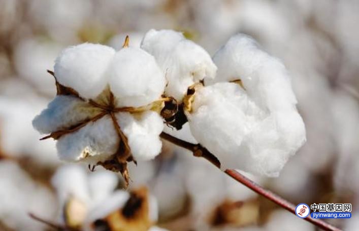研究揭示棉花纤维品质演化的基因组基础