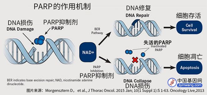 教您解读基因检测报告：如何预测PARP靶向药物的疗效？