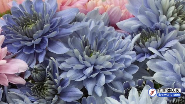 日本科学家利用转基因工程技术造出纯蓝色菊花