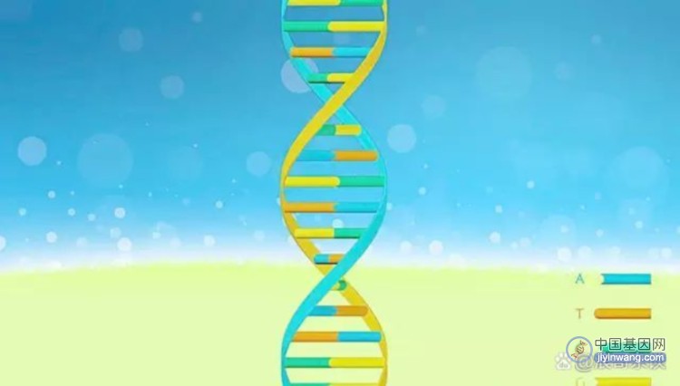基因的基础知识科普：什么是碱基，核苷酸，DNA，RNA，染色体，线粒体？