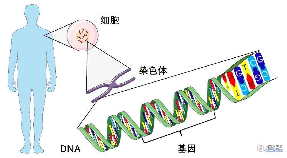 生物科普：DNA、基因和染色体傻傻分不清？一张图帮你搞清楚