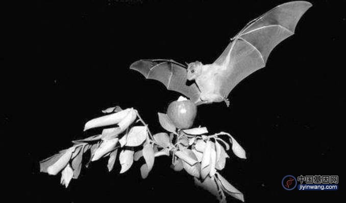 6种蝙蝠高质量基因组公开，蝙蝠免疫病毒的能力，终于有眉目了
