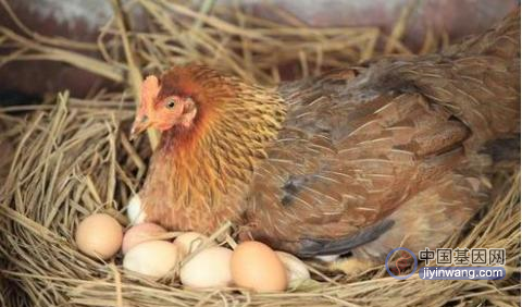 以色列科学家研发出基因编辑技术让鸡蛋仅孵出母鸡