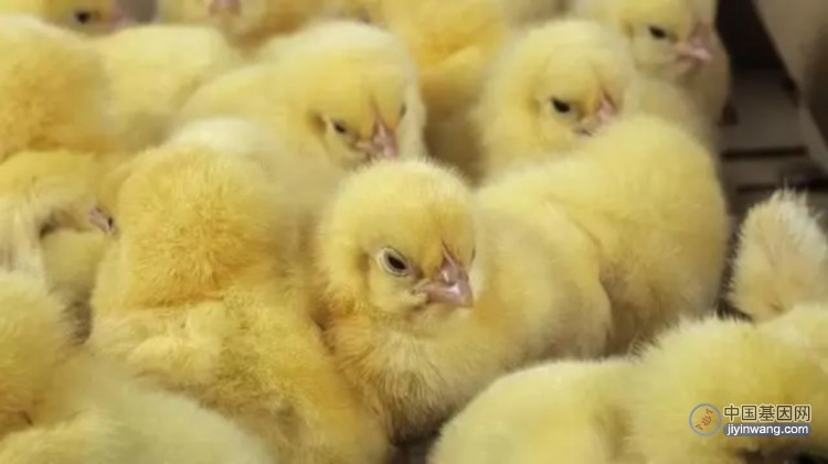 只孵化雌性小鸡，科研人员培育出经过基因编辑的“果尔达母鸡”