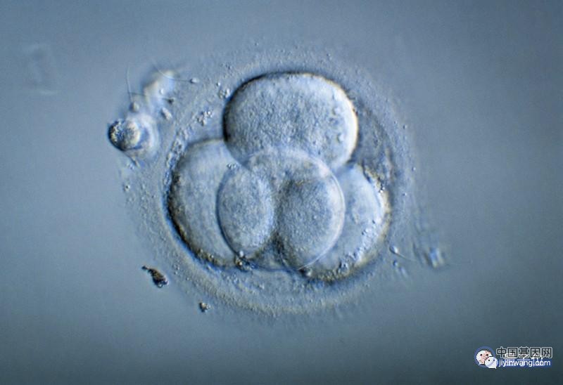 Nature：一个胚胎带三个人DNA，中国研究者首次证明其发育安全性