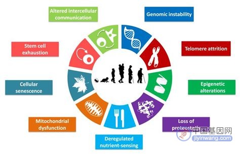 西北大学新见解：基因失衡导致衰老，扭转它或许就能“返老还童”！