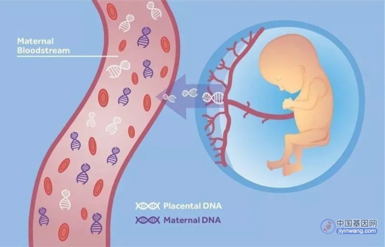 孕妇胎儿唐筛怎么用无创产前基因检测？NIPT结果靠谱吗？