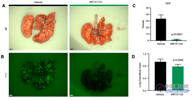 Cancer Discovery：靶向最强癌基因KRAS的G12D突变的小分子药物诞生！