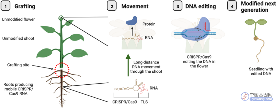 Nature：植物育种技术突破，实现植物跨物种的远距离基因编辑