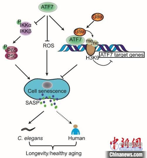 科研人员发现健康衰老调控基因ATF7，可促进健康长寿