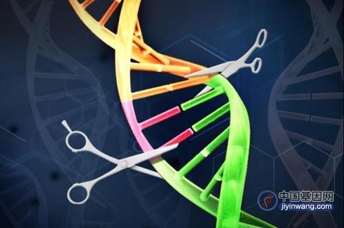 CRISPR基因编辑或可治愈HIV艾滋病？