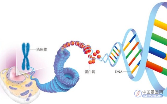 近亲繁殖的危害有多大？这是来自基因的“诅咒”，无法破解