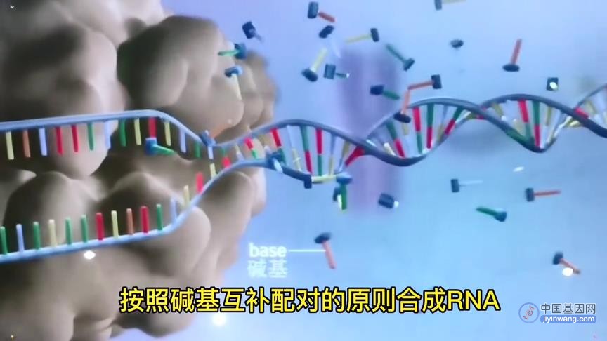 【视频】基因科普：2分钟了解基因是什么？
