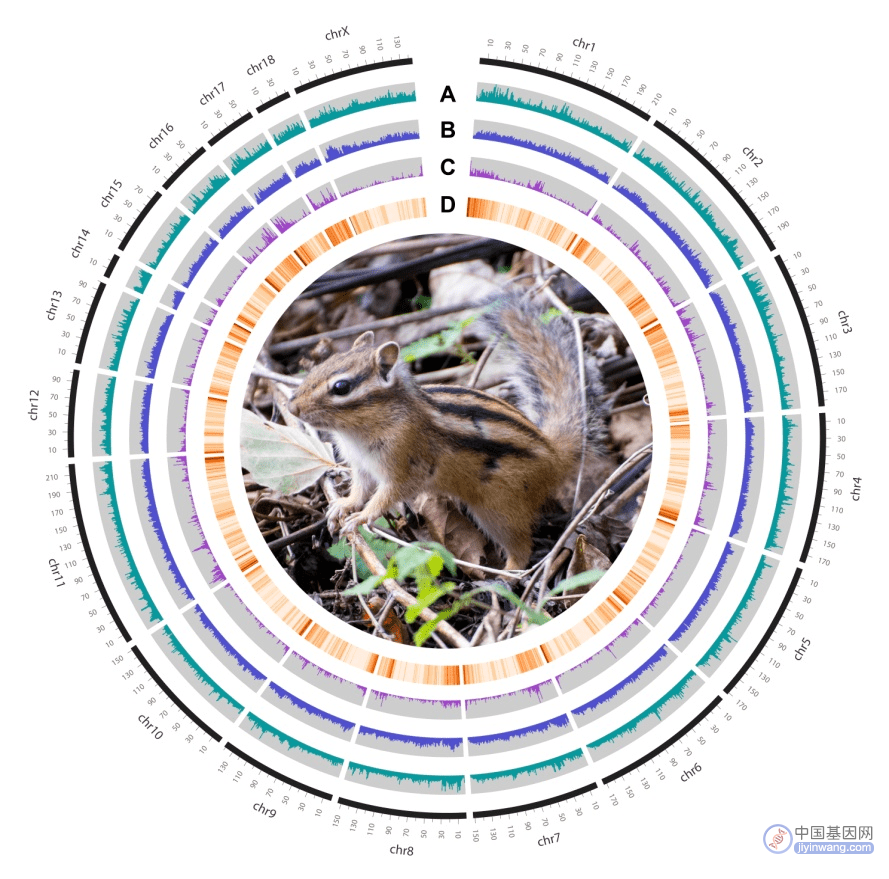 赤峰学院科研团队成功组装了全球第一个花鼠属物种的染色体水平基因组
