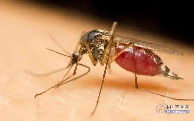 生物武器？24亿只转基因蚊子被释放到大自然，美国目的何在？