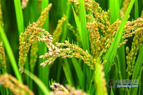 我国科学家找到种子休眠和萌发的新基因，改善水稻小麦发芽