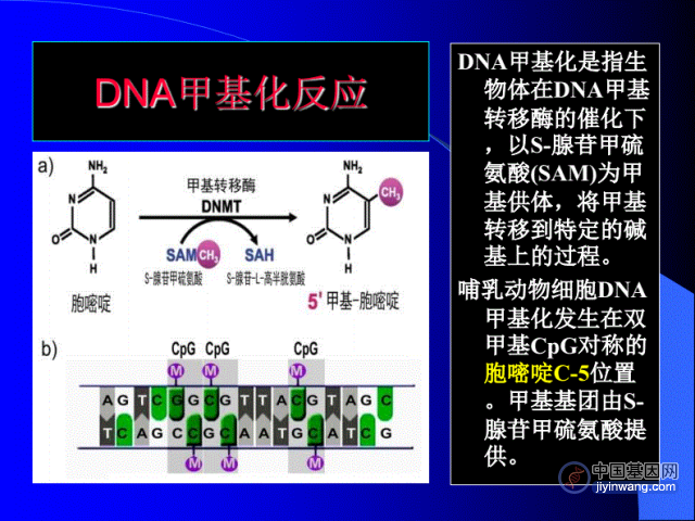 什么是基因DNA甲基化？是怎么形成的？