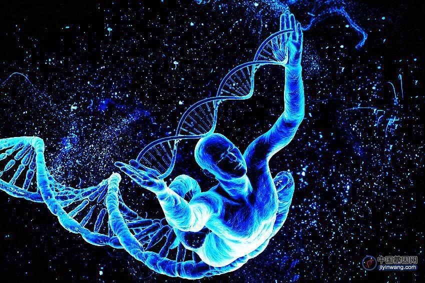独特人类基因进化是平衡行为，人类和动物的区别！