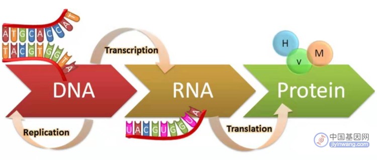“泛转录组”首次用于RNA测序分析！科学家在水稻中找到天然多抗基因！