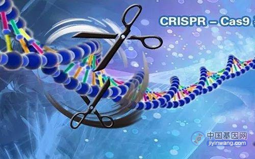 科学家培育出嵌入小分子药物调控基因剪刀工具猪