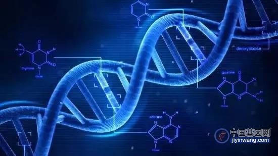 用于DNA杂交染色质结构解析的空间基因组校准器