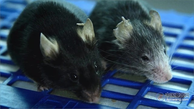 表观遗传学的 “重启 ”逆转了小鼠的衰老 可以延长寿命